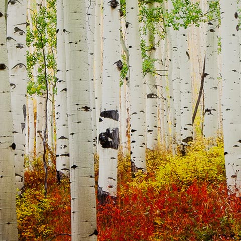 Aspen Grove
