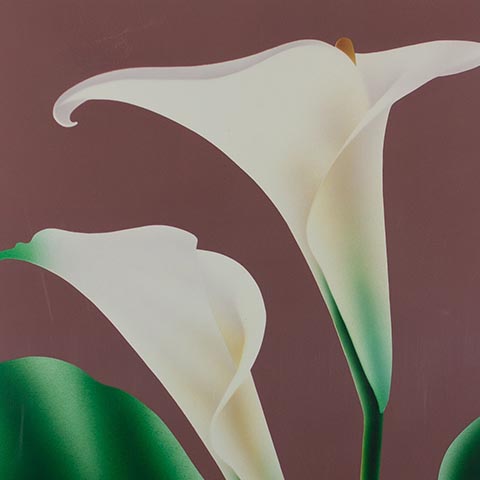 Calla II