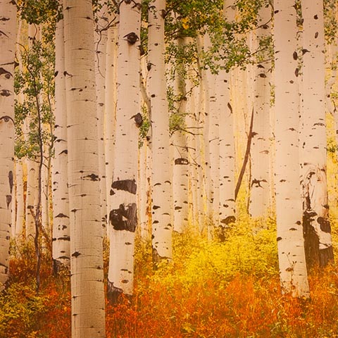 Aspen Grove